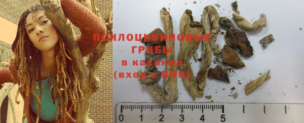 PSILOCYBIN Аркадак